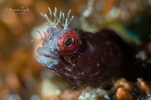 Blenny with hair, Gardens of the Queen Cuba by Alejandro Topete 